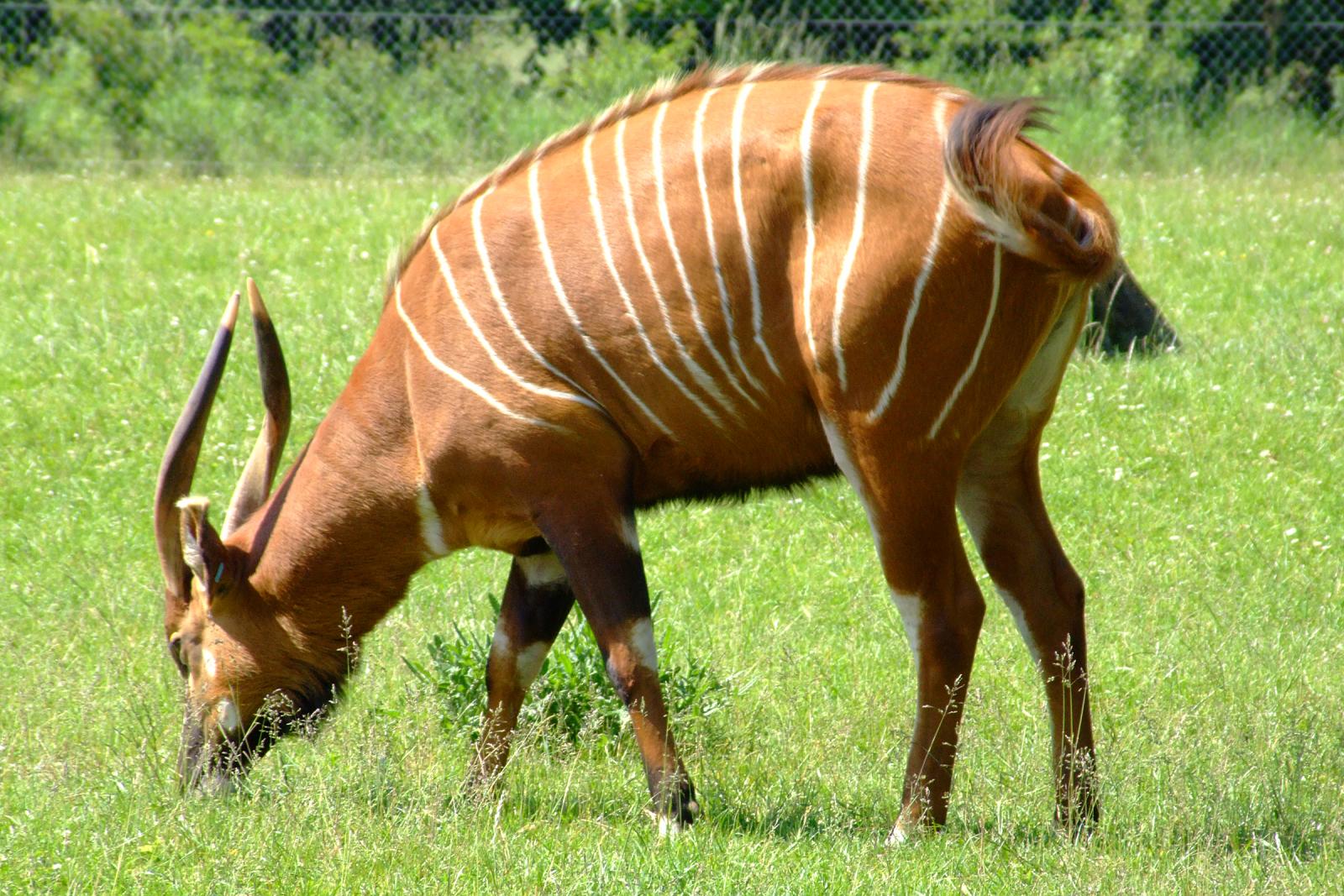 On brink of extinction, a new hope for Kenya's forest antelope