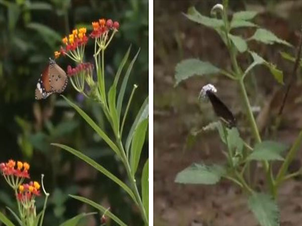 Tamil Nadu: Tropical Butterfly Conservatory in Tiruchirappalli is home to 129 butterfly species