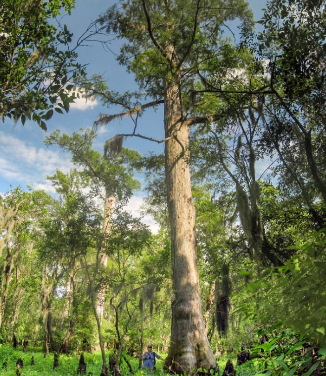 Experts document world’s oldest wetland trees species