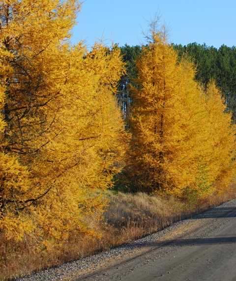 Climate change making Dahurian larch to grow faster in China's permafrost