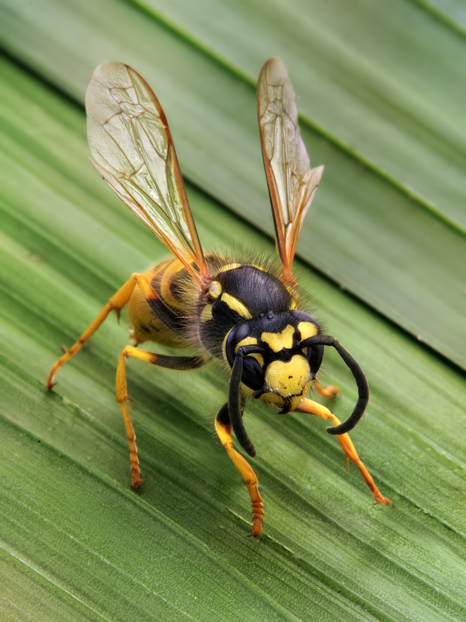 Wasps foils suicide bid by a woman in Kerala