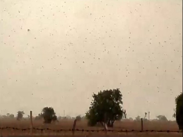 Locust menace: FAO asks India to be on high alert for next 4 weeks
