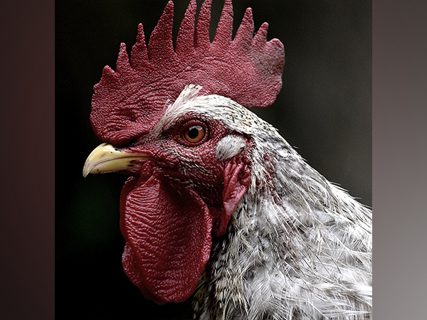 Research: A better understanding of timings of chicken domestication