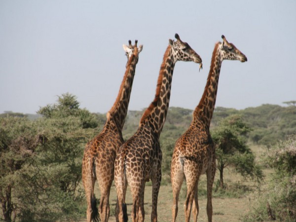 Scientists recognise giraffes as highly socially complex species