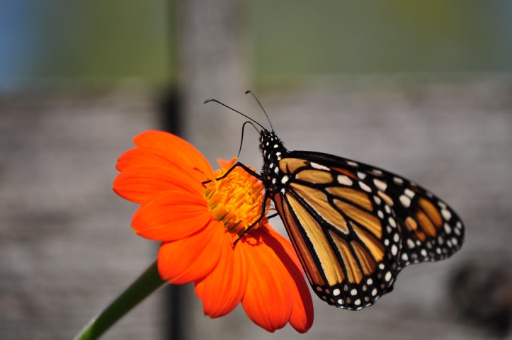 Population of Mexico's monarch butterflies falls 26%, conservationists find
