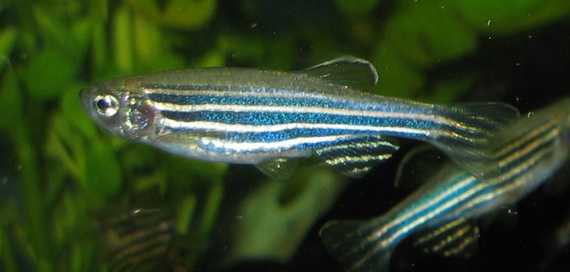 Zebrafish may hold key to retina regeneration: study

