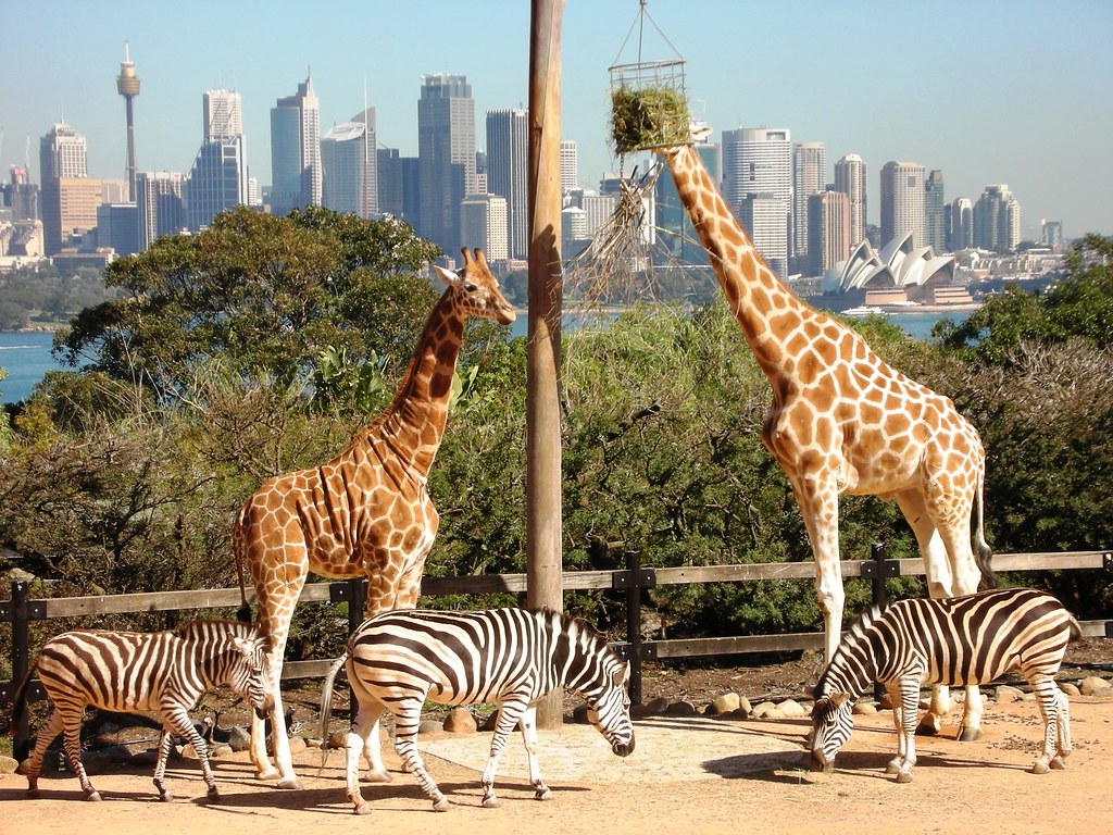 Sydney's Taronga Zoo welcomes two baby bilbies 