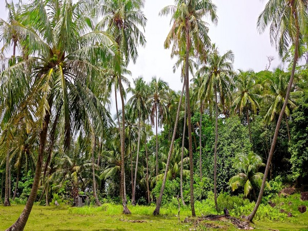 Bastar Farmers Turn to Coconut Farming for Financial Upliftment