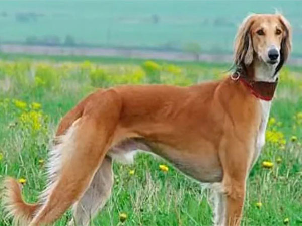 Kazakh Tazy Gains Preliminary Recognition as Official Dog Breed by International Canine Federation