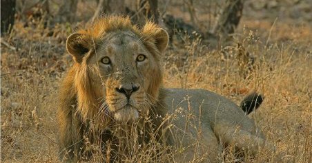 Gujarat government asked to shift healthy lions from Gir forest