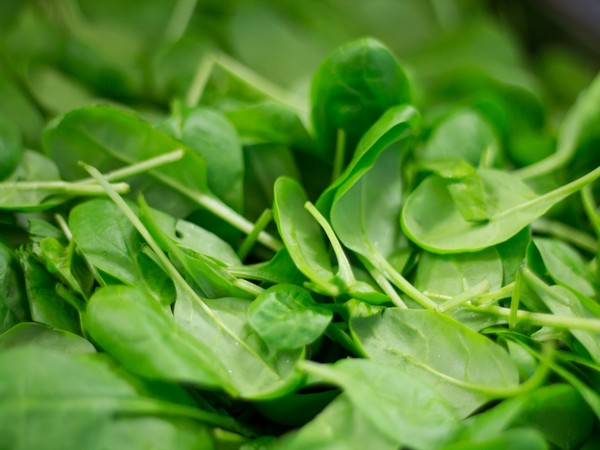 Spinach is good for planet, finds study