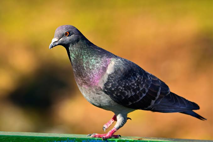  Odd News Roundup: Poppy-stealing pigeon offers poignant reminder of war anniversary