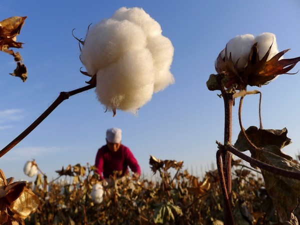 Cotton growers in Maha in trouble due to govt's import policy: Anil Deshmukh