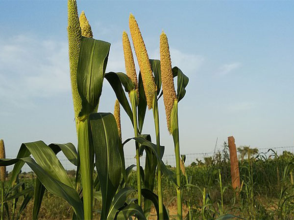 Govt comes out with action plan to promote millet export, value-added products of millets