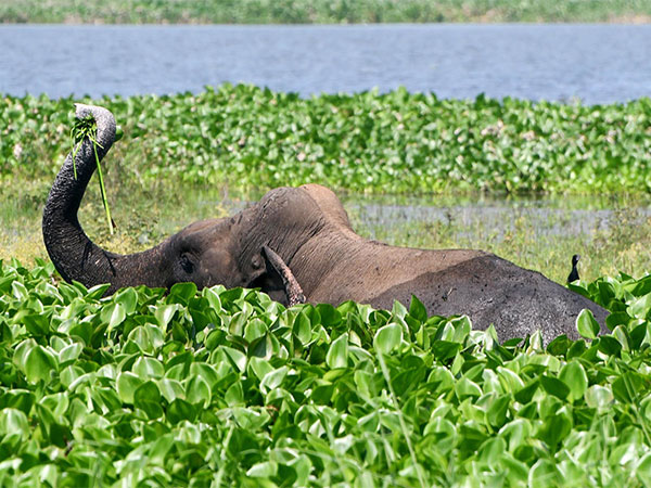 Tragic Elephant Attack Claims Two Young Lives in Surajpur