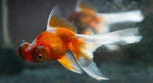 Science News Roundup: Like a fish out of water? Israeli team trains goldfish to drive; T-cells from common colds can provide protection against COVID-19 - study