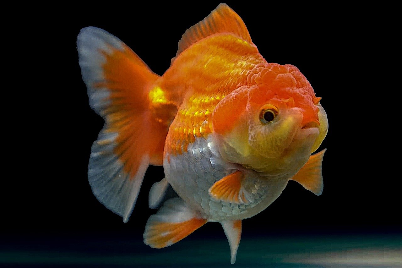 Odd News Roundup: Like a fish out of water? Israeli team trains goldfish to drive; Cambodia's landmine-sniffing 'hero' rat Magawa dies in retirement
