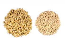 Australian malt barley may hit Indian market this year
