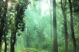 Plant 10,000 sandalwood trees during monsoon season: Delhi L-G to land owing agencies