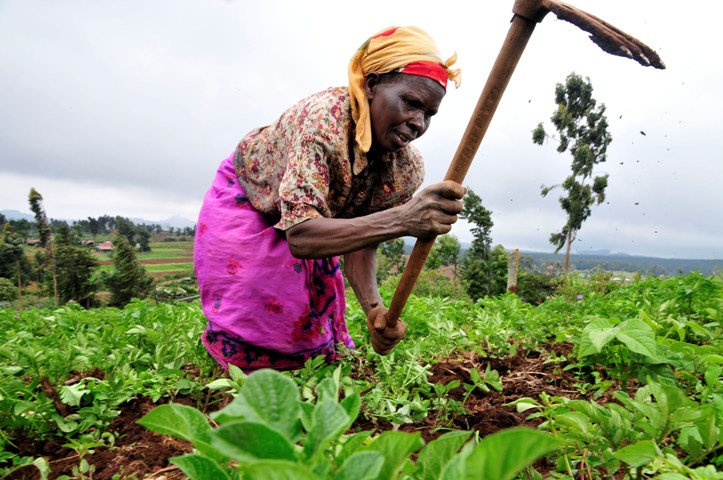 Ethiopia: Loan from UN fund allows FAO to scale up fertilizers for farmers in Tigray