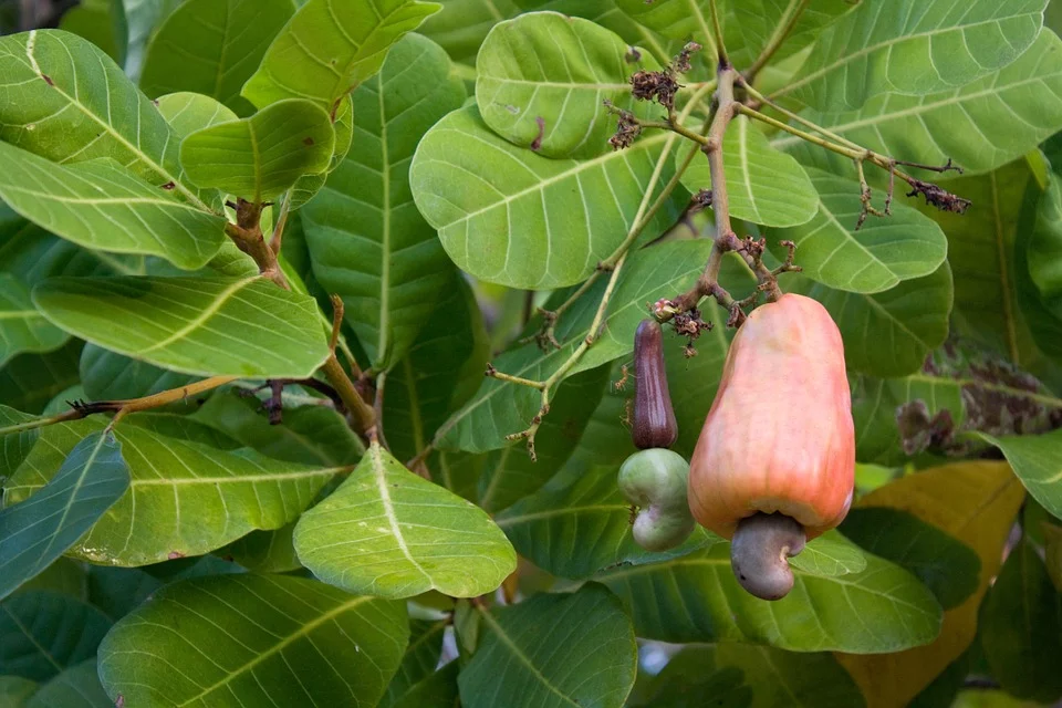 Uganda gives contract to 171 nursery operators for supplying cashew nut seedlings