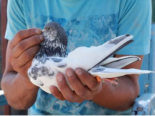 Centuries-old-tradition of pigeon flying is still alive in J-K's Srinagar