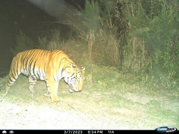 "Big cat comes back home": Assam CM Sarma after camera traps tigers at evicted area of Burachapori