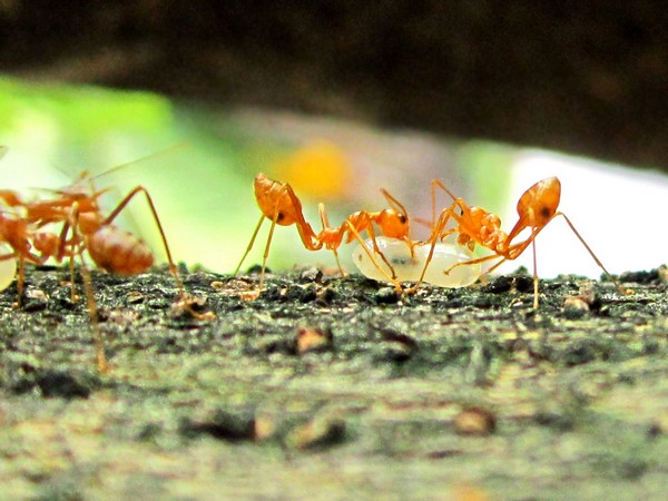 Social isolation behaviour in ants is similar to that of humans