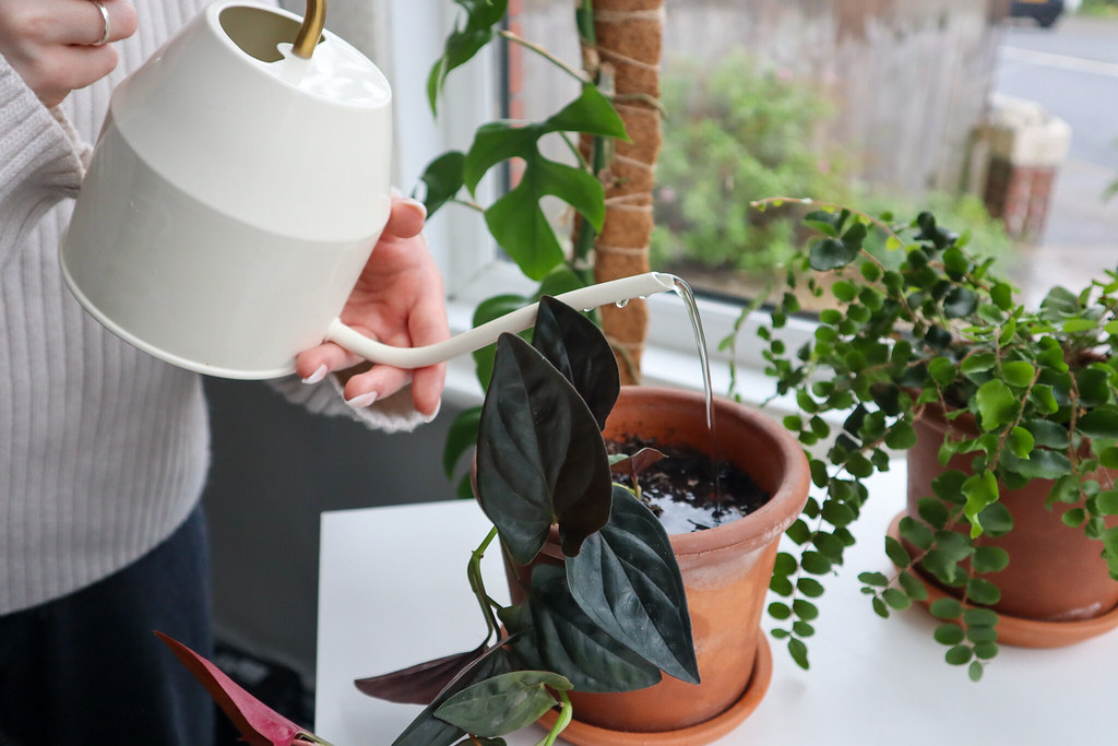 Owning houseplants can boost your mental health – here’s how to pick the right one