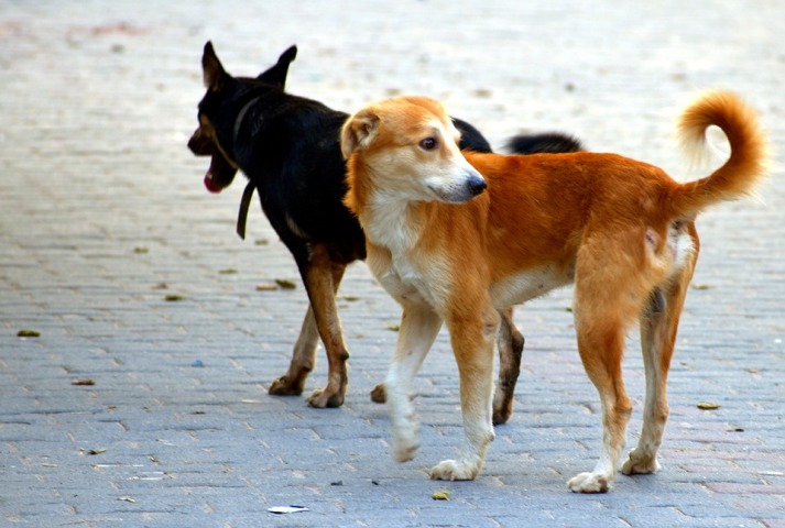 Stray dogs kill three-year-old girl in MP village