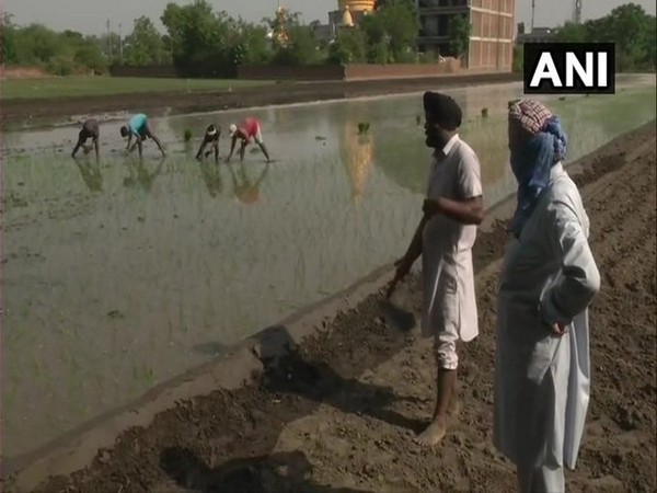 Farmers in Ludhiana face shortage of labourers as they begin paddy cultivation