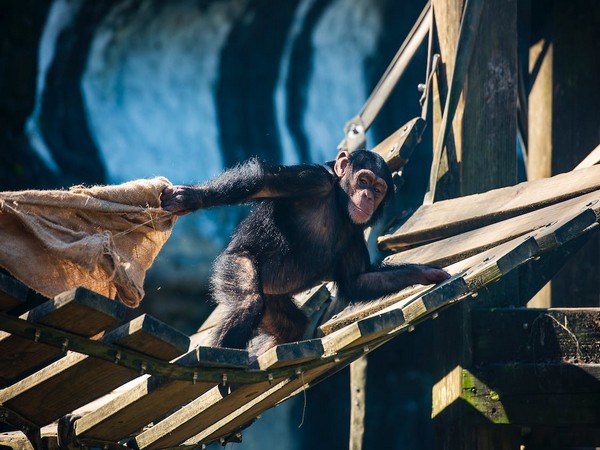 Chimp communication development parallels that of human infants: Study