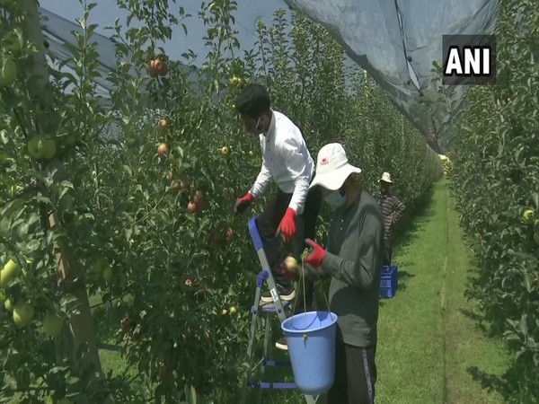 Sher-e-Kashmir University introduces hail net system to protect high-density apples 