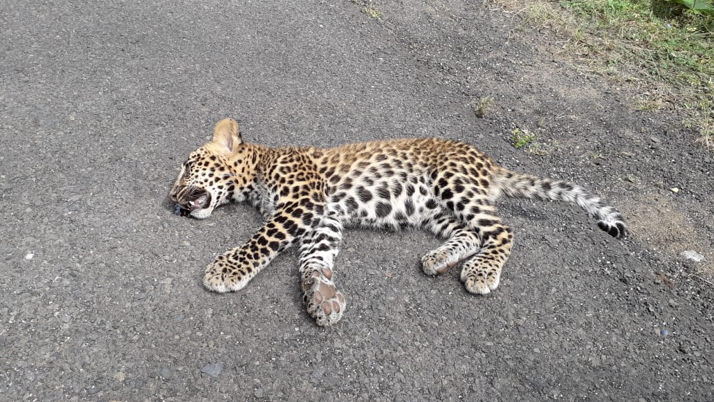 Two-wheeler hits leopard cub in buffer area of Pench Tiger Reserve