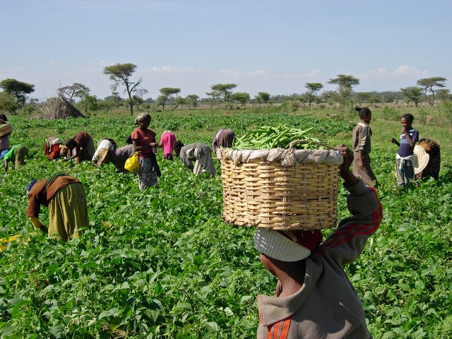 South Africa's Labour Department to invest R800 mln in agriculture