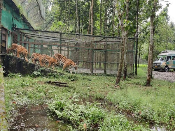 Four tiger cubs released in Bengal Safari