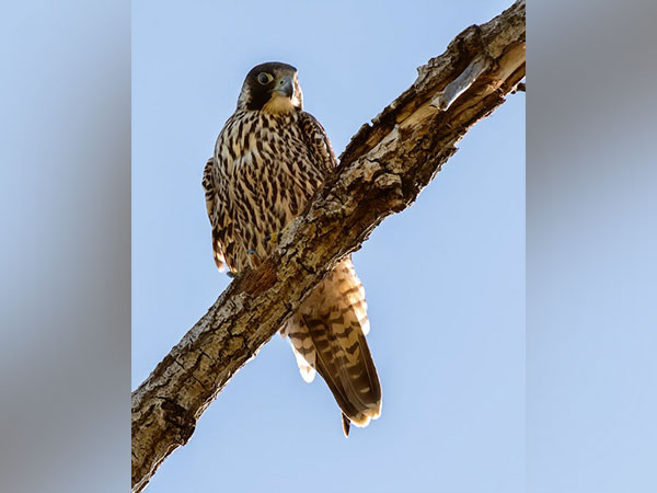 Peregrine falcons set out false alarms to make prey simpler to catch: Study