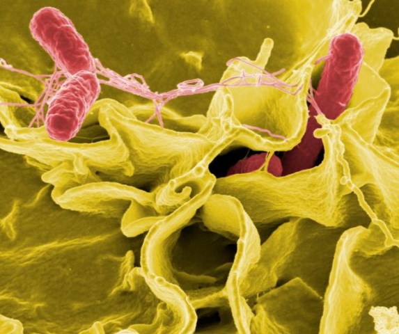 Salmonella bacteria resistant to several antibiotics: Study