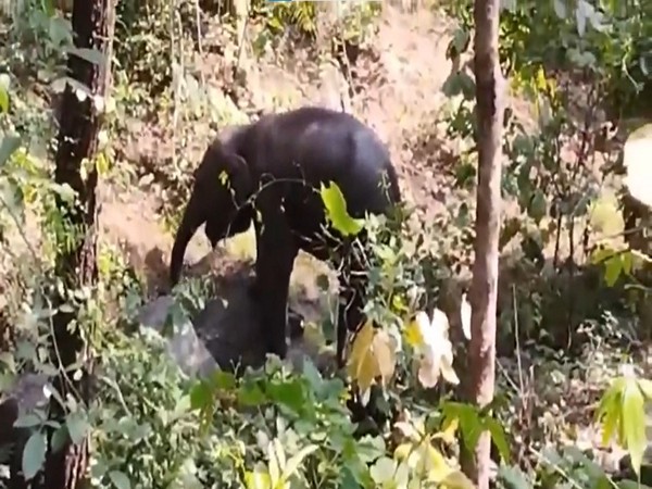 Injured Elephant Calf Sparks Investigation in Chhattisgarh Reserve