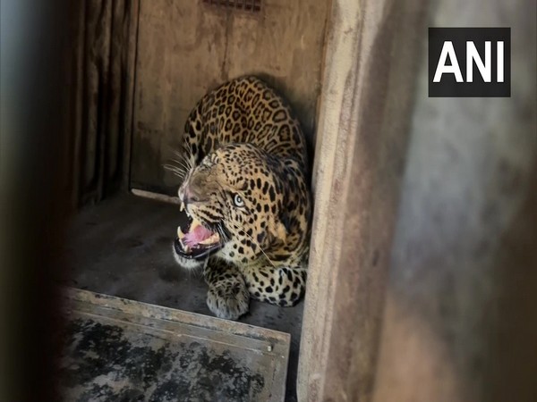 Leopard kills man in Chhattisgarh; 3rd fatality in Manendragarh forest in 35 days