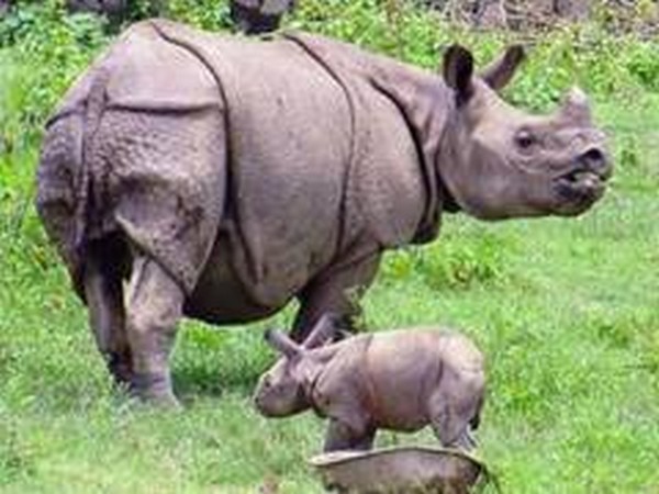 Two calves of endangered Javan rhinos spotted in Indonesia |  Science-Environment