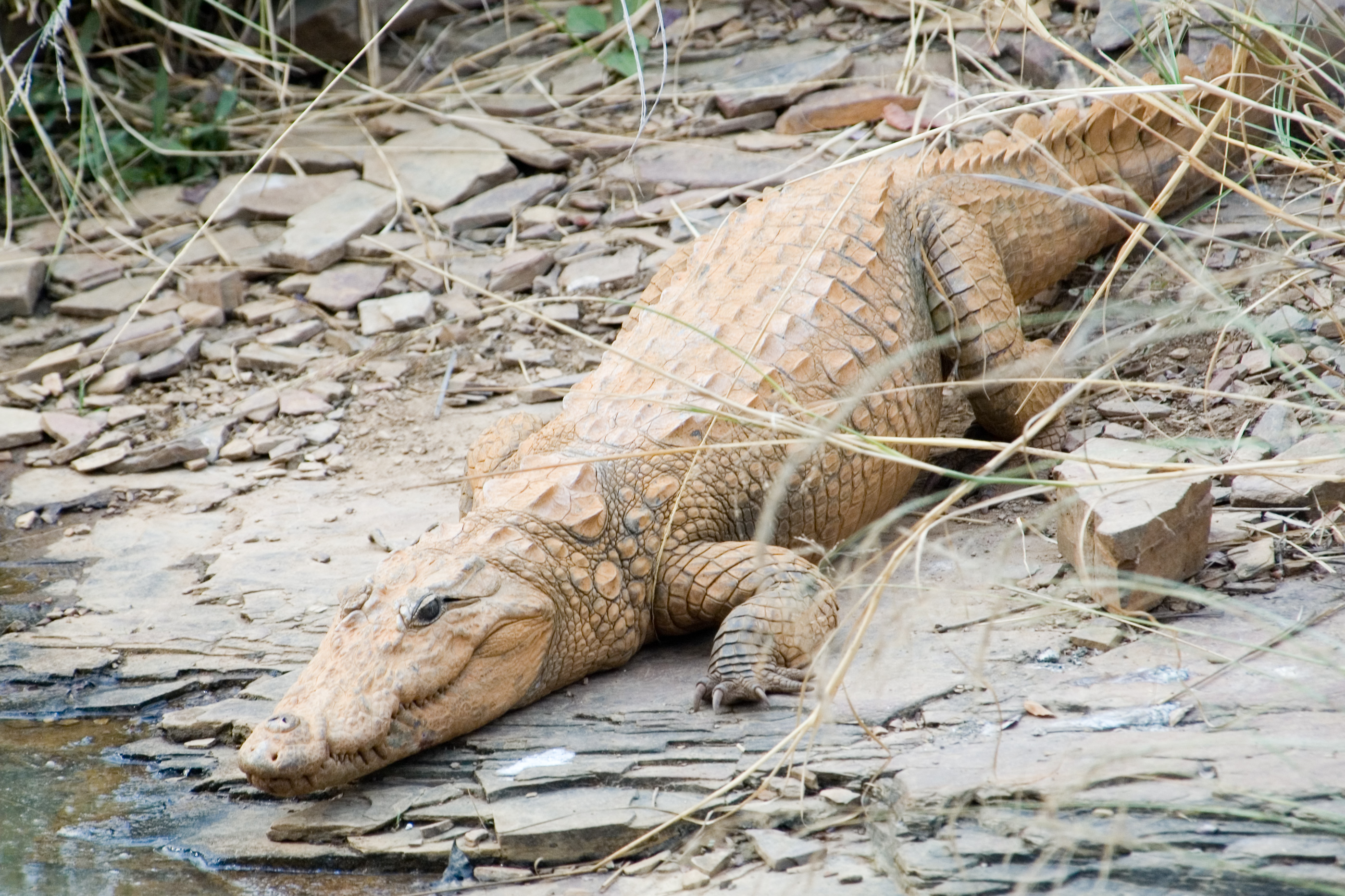 Crocodile carcass found in Odisha's Bhitarkanika National Park