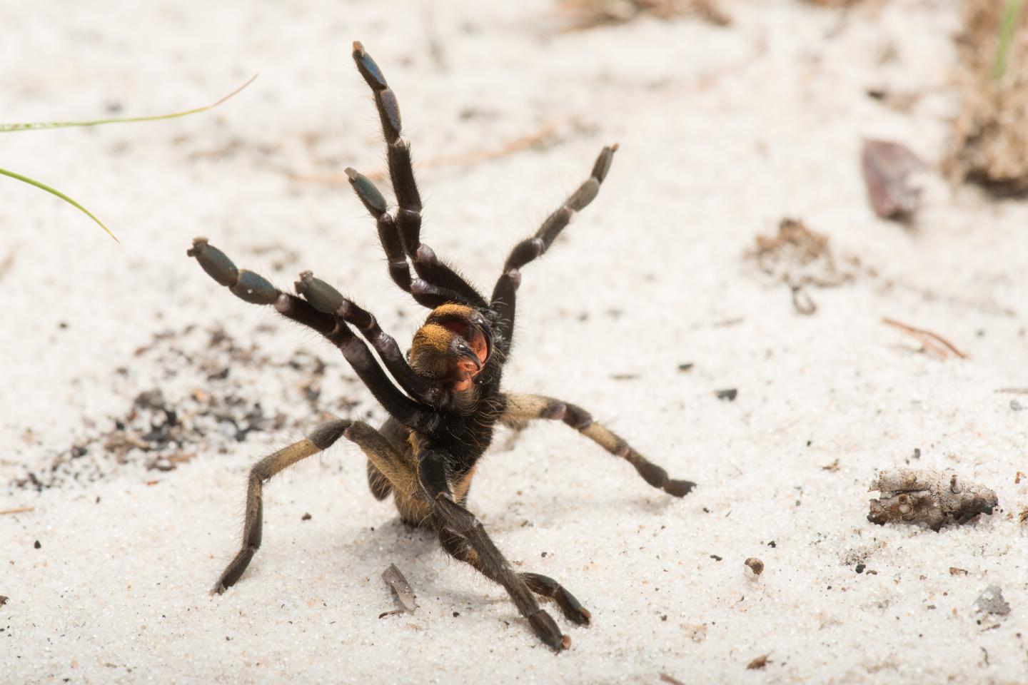 New tarantula species discovered in Angola, Possibility of country’s more endemic fauna