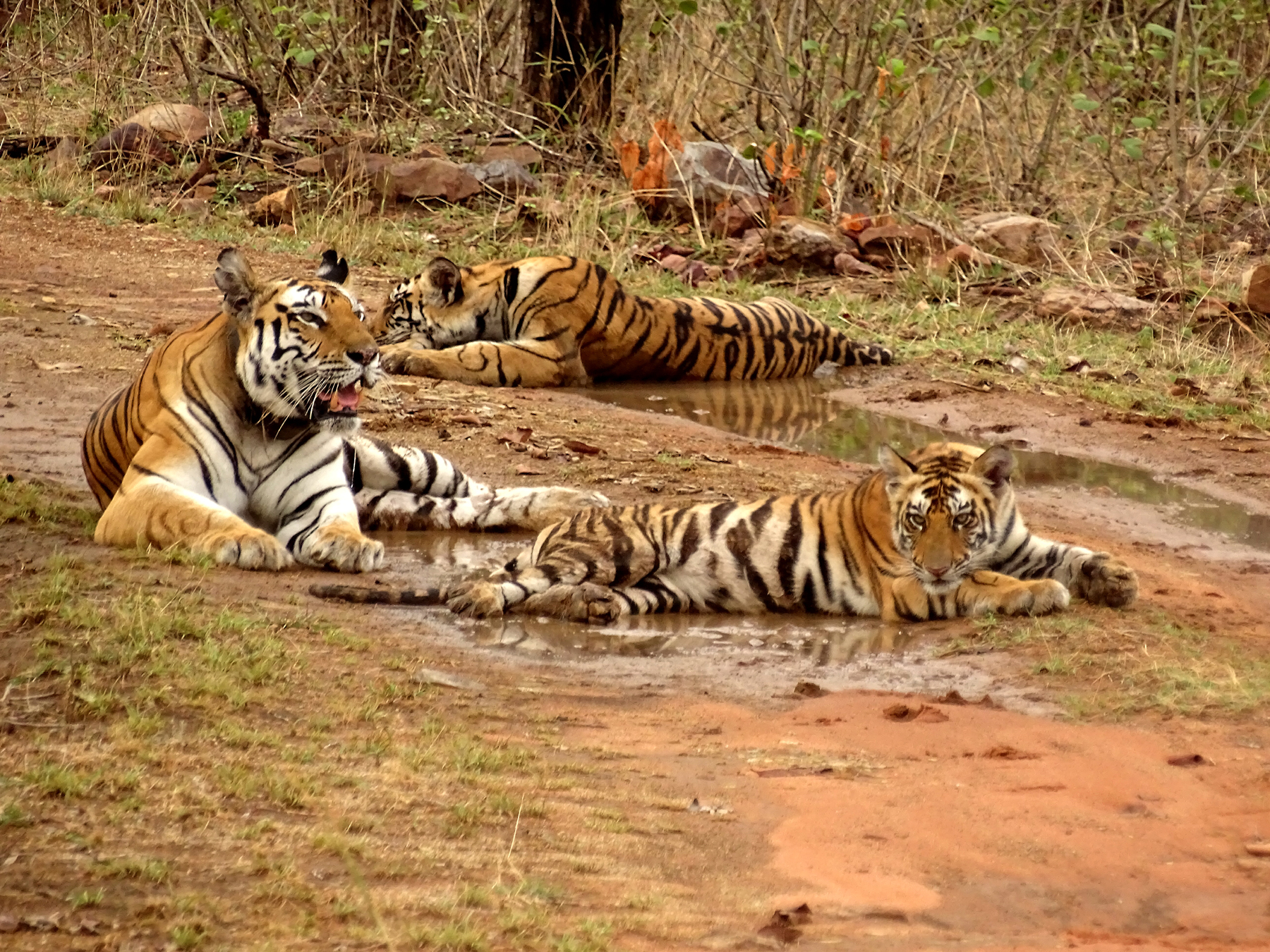 MP sees two tiger deaths; carcass, hide recovered