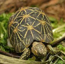 Sri Lanka customs seizes over 200 endangered star tortoises being smuggled to Malaysia