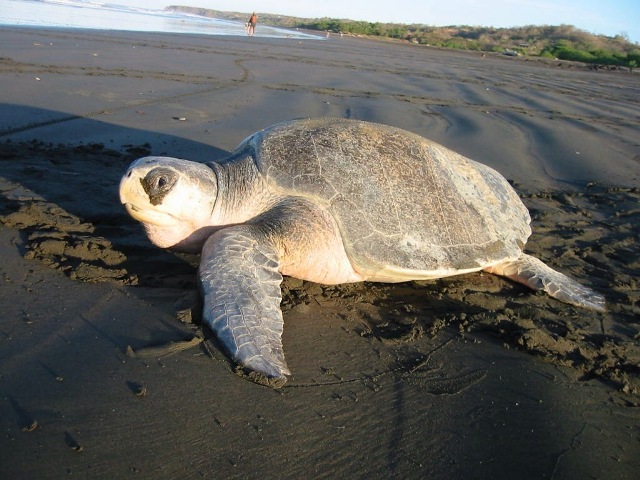 Olive Ridley turtles' nesting faces sea erosion risk in Odisha