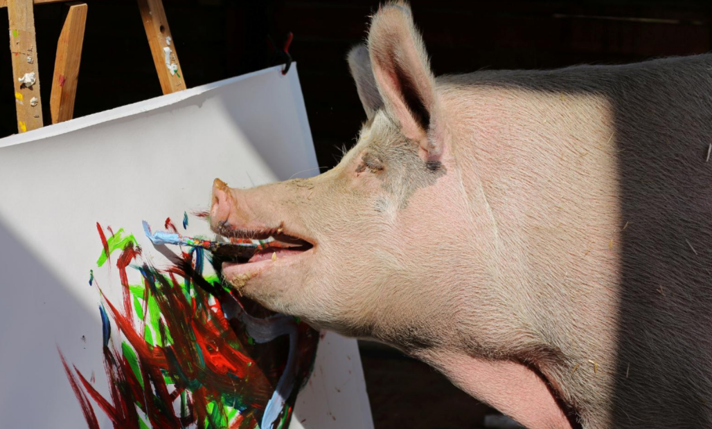 This pig from South Africa will leave you stunned with her love of art