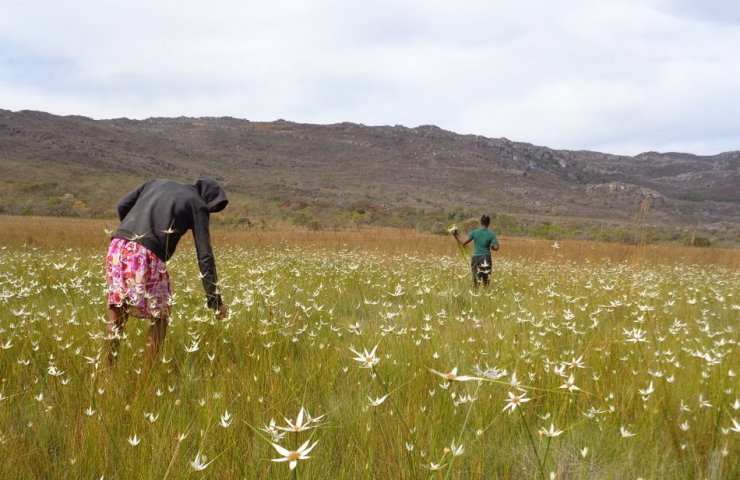 Brazilian farmers added to global agricultural heritage list