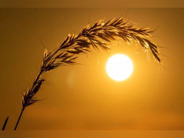 Pakistan's wheat production target likely to dip by 1.7 million tonnes