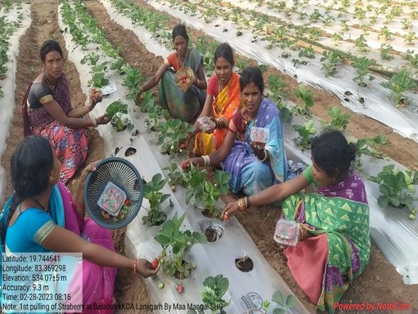 Strawberry farming paving way to economic empowerment for women in Kandhamal